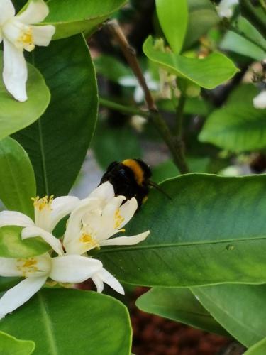 Domus Ciliota - image 4