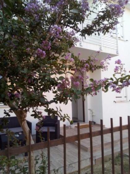 The judas trees - image 1